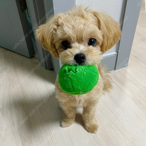 !!!브루노마스 오늘 토요일 2연석 구해요!!!! 바로가능