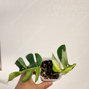 옐로우 히메 몬스테라 2장 묘 <몬스테라-알보-안스리움-필로덴드론-알로카시아>