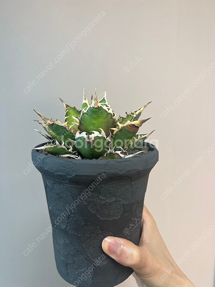 아가베 티타노타 레드캣위즐--0