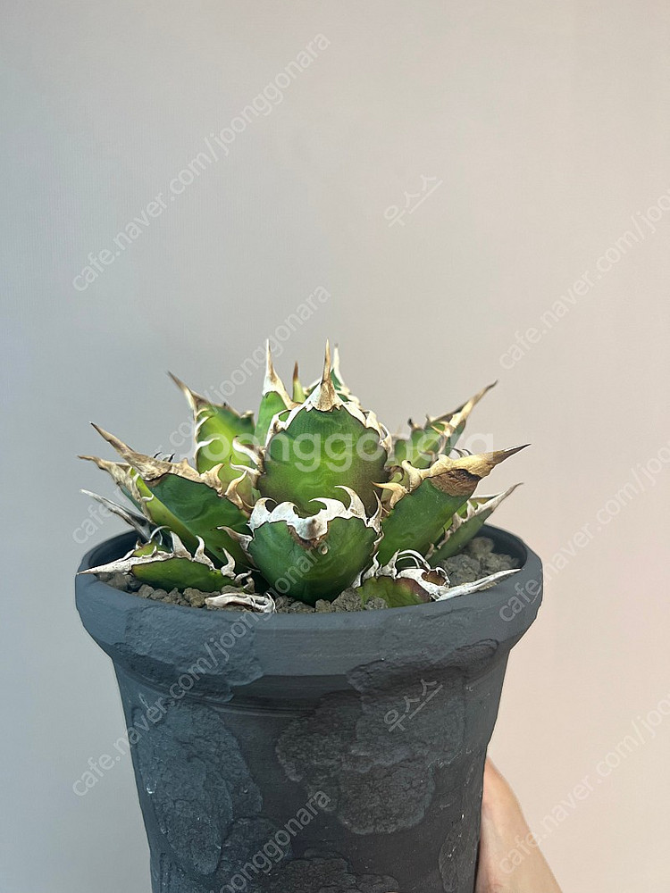 아가베 티타노타 레드캣위즐--1