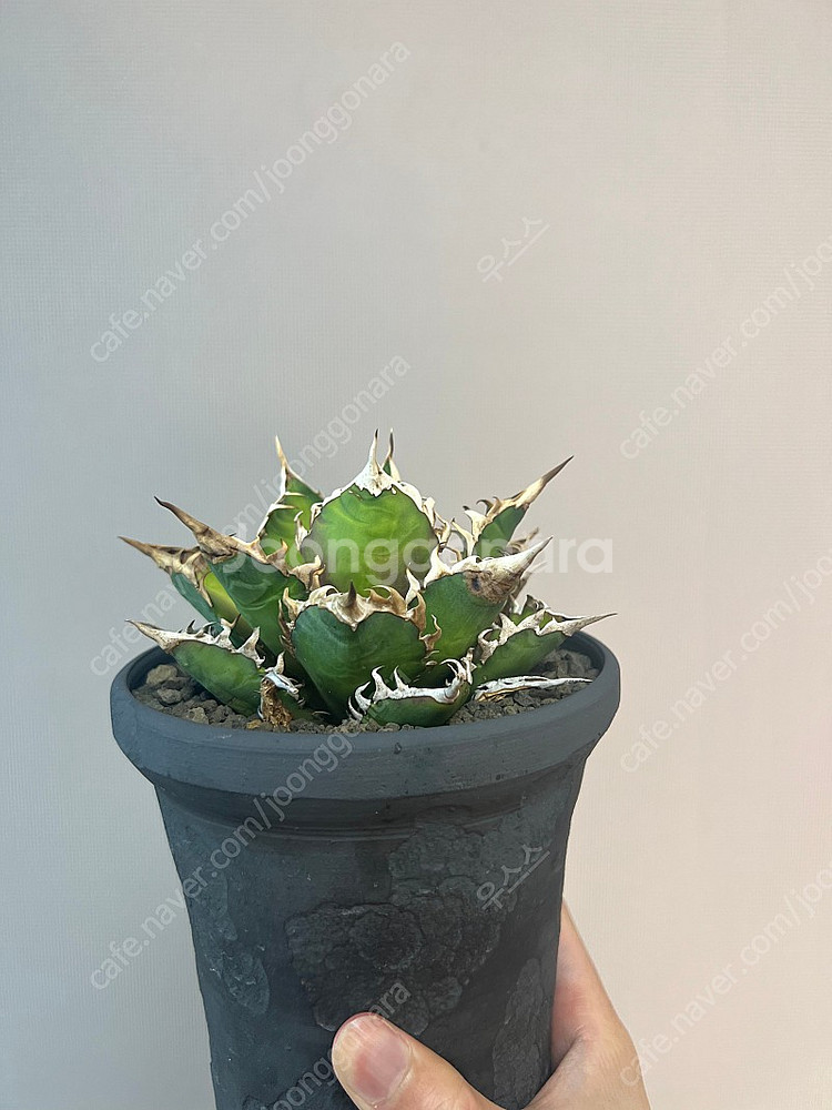 아가베 티타노타 레드캣위즐--2