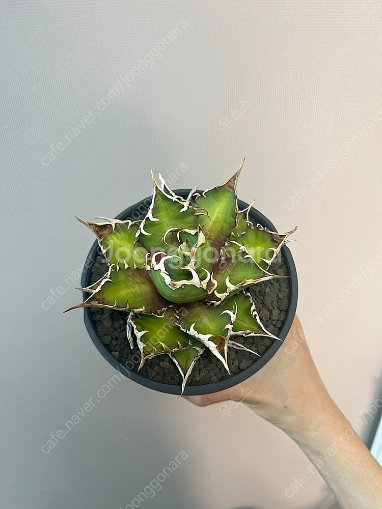 아가베 티타노타 레드캣위즐--3