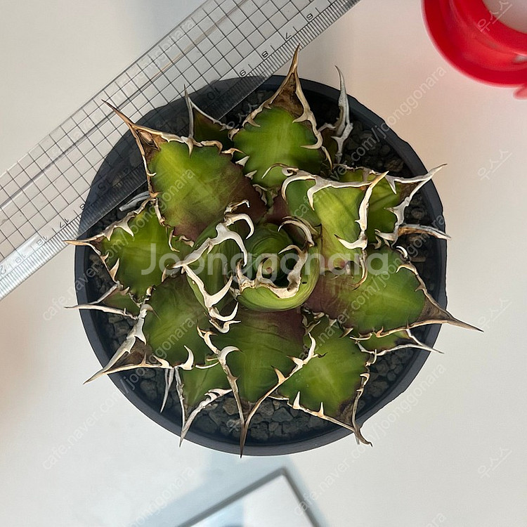 아가베 티타노타 레드캣위즐--4