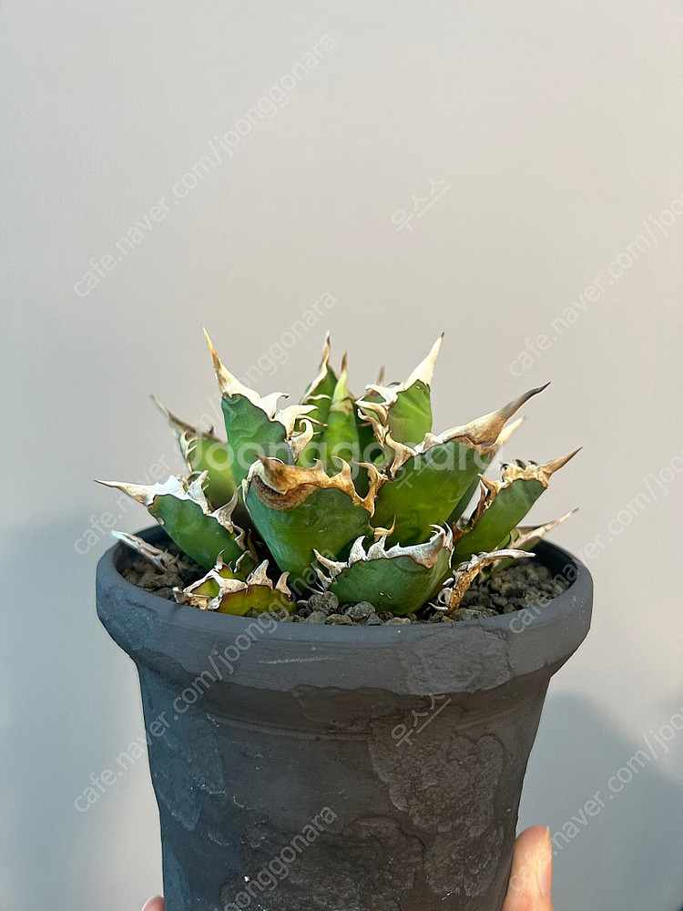 아가베 티타노타 레드캣위즐--5