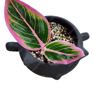 아글라오네마 로투스딜라이트(알로카시아 몬스테라 ×) 수입식물