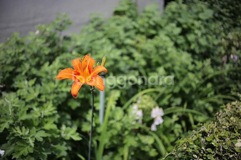 올드렌즈 필름카메라 필카 펜탁스 오토타쿠마(Auto-Takumar) 35mm f3.5--6
