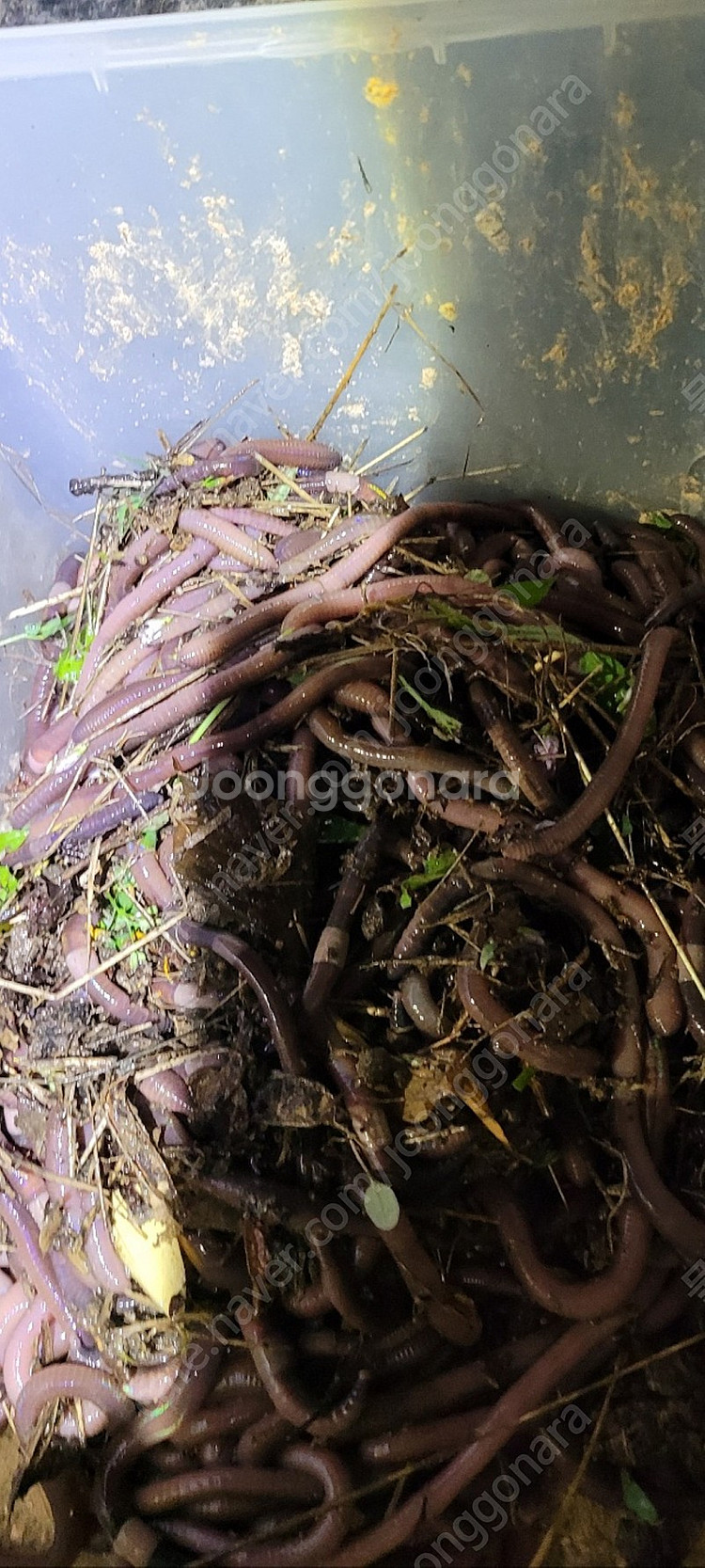 말지렁이 팝니다 장어 메기 애완용 먹이용--1