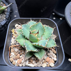 아가베 티타노타 필리그리