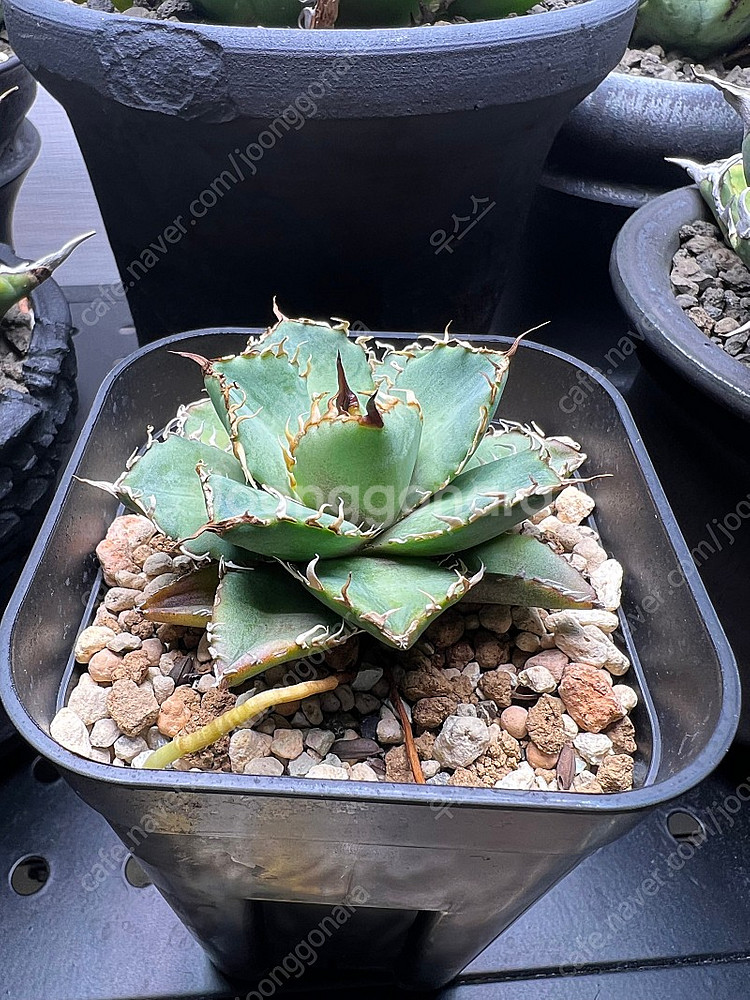 아가베 티타노타 필리그리--1