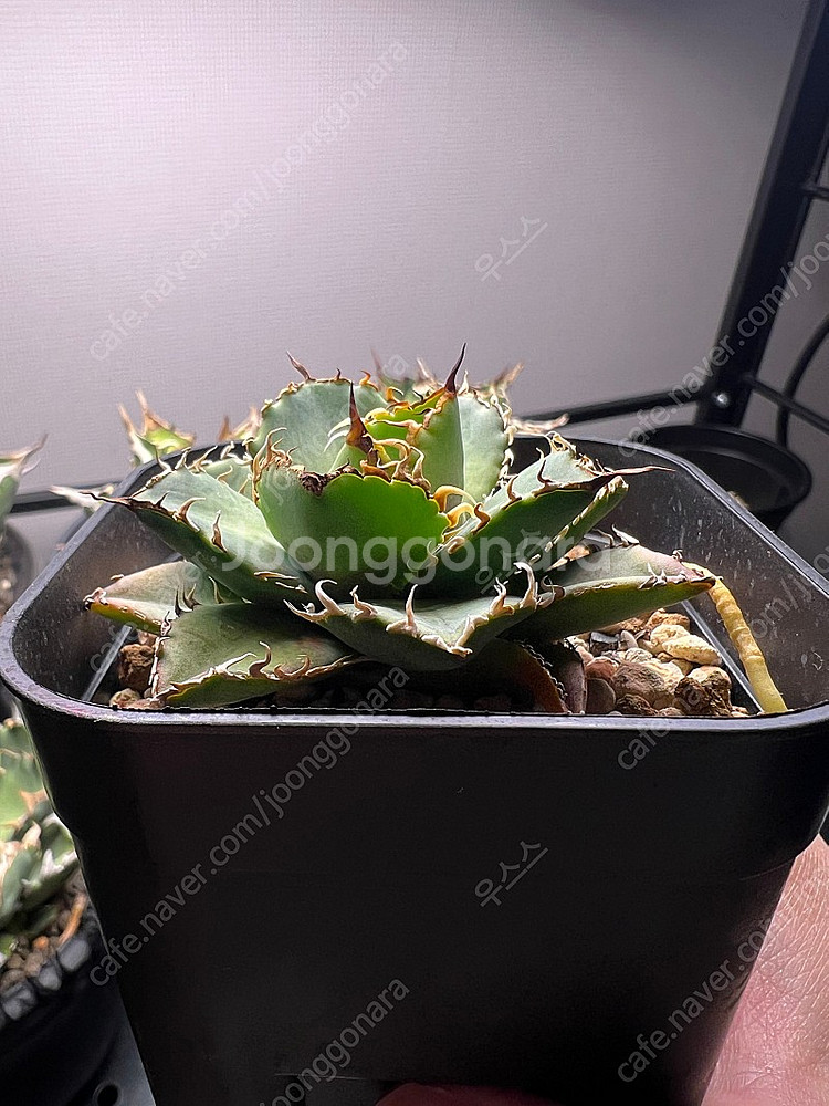 아가베 티타노타 필리그리--2