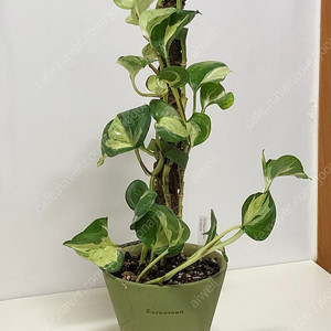 [식물] 에피프레넘 오레우스(카네즈센 파손 화분)
