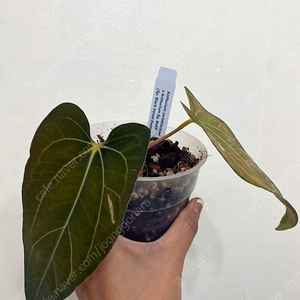 Anthurium carlablackiae x sp. Black Velvet Eastern Panama (BVEP) Tezula 안스리움 칼라블랙키X 이스턴파나마 테줄라 택포함