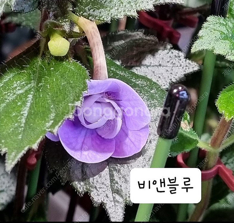 아키메네스(겹꽃포함4종)--0