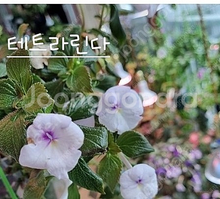 아키메네스(겹꽃포함4종)--2