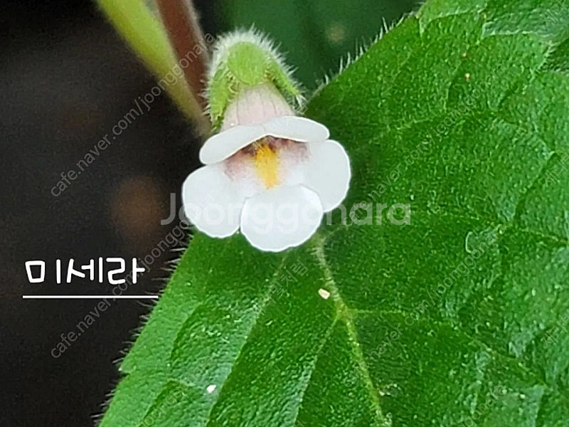 아키메네스(겹꽃포함4종)--3