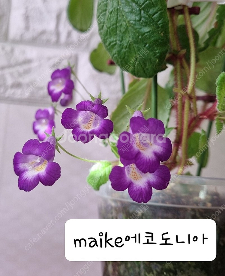 아키메네스(겹꽃포함4종)--4