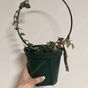 호야 라쿠노사 실버 바리에가타
