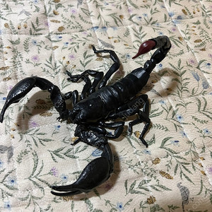 반다이 생물대도감 전갈 가격인하