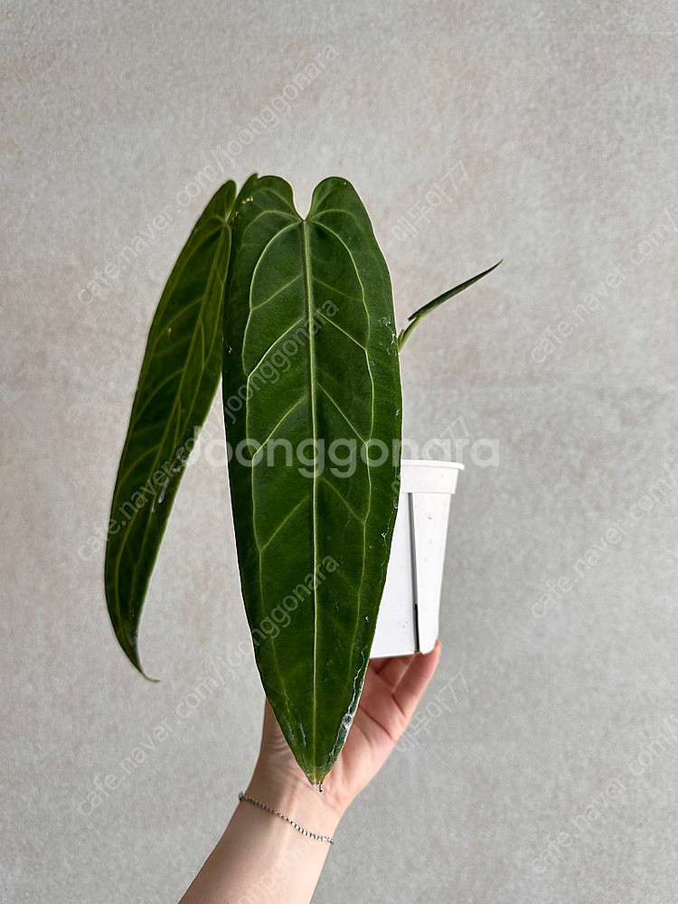 안스리움 와로퀘아넘 다크폼 판매해요.--0