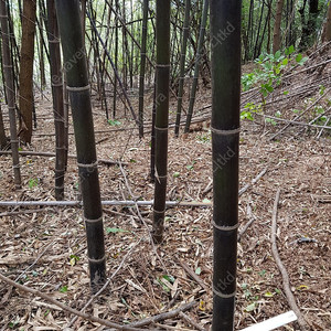 대나무 "오죽" 판매합니다.