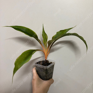 [식물] 클로로피텀 그린오렌지