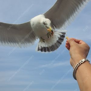 오늘 21일 에버랜드자유이용권
