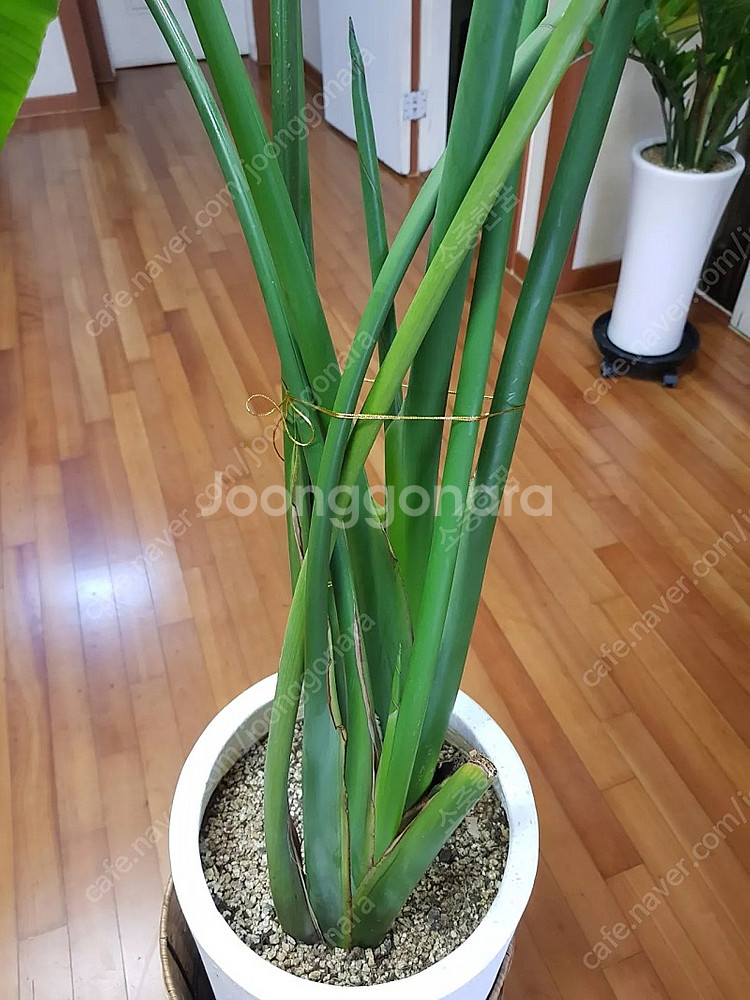 초대형 여인초 화분 저렴하게 드립니다~--3