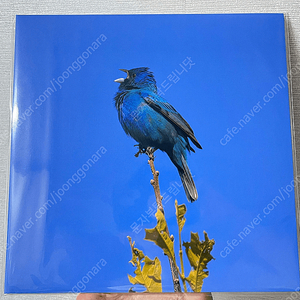 안전거래O) 윤지영 Blue bird 블루버드 lp 팝니다