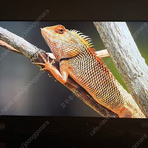 LG 4K UHD TV 나노셀 75SM8670pua