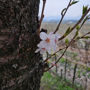 아이유 엘범 정리합니다