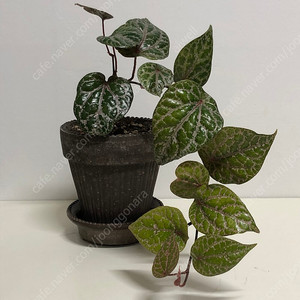 [식물] 파이퍼 크로카텀&베르그 포터 시모나 그레이