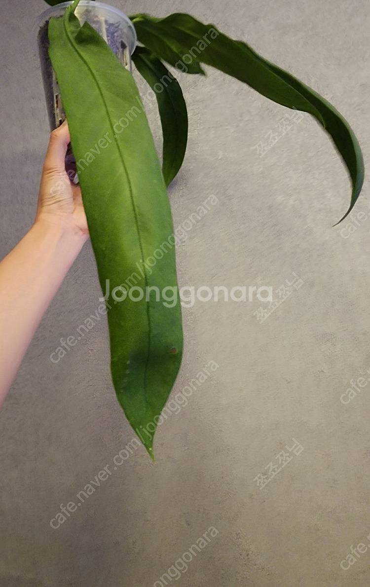 안스리움 비타리폴리움 중대품 투명 슬릿분--3