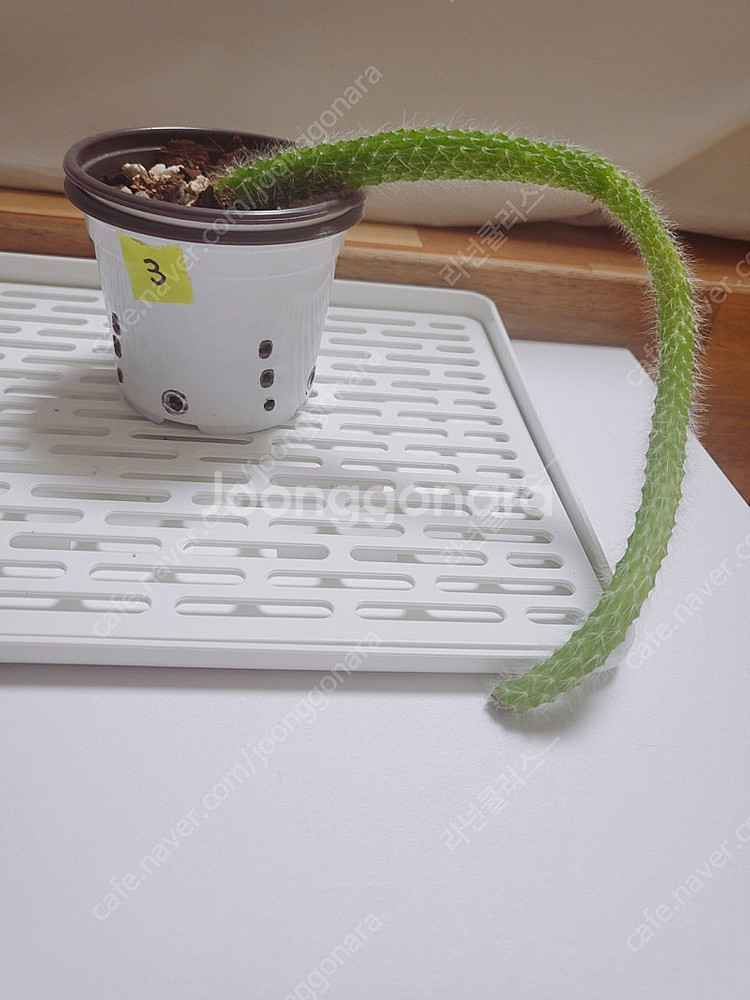 원숭이꼬리선인장--0