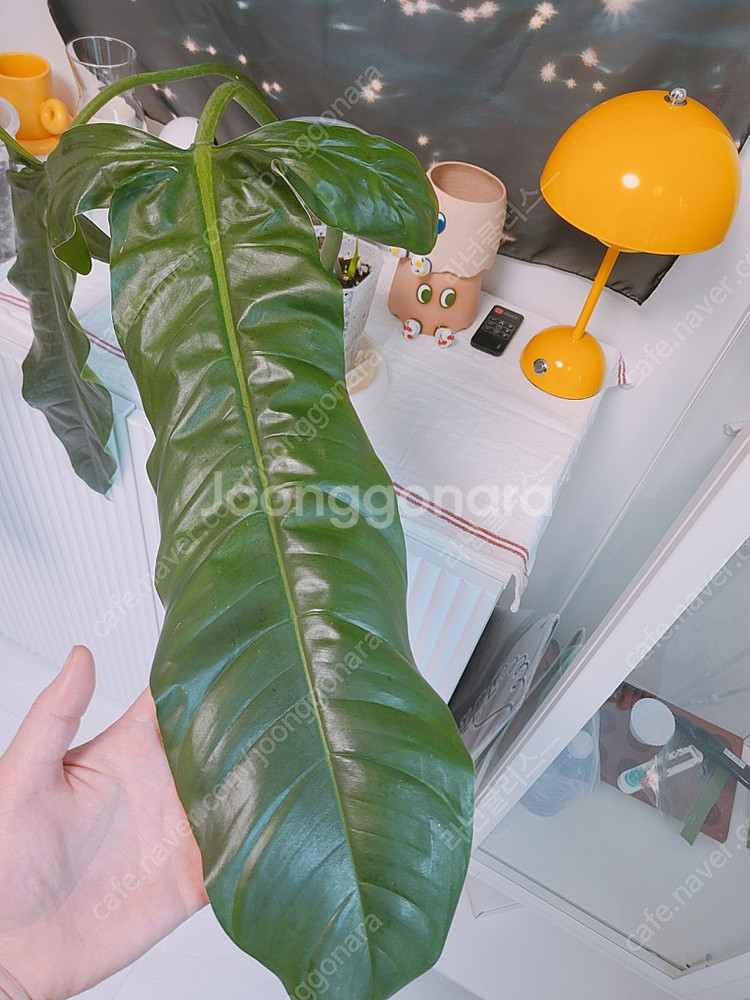 필로덴드론 라포아넘 희귀식물--0
