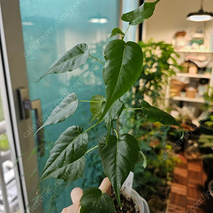 인도보리수 ficus religiosa