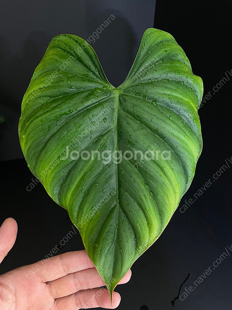 필로덴드론 콜롬비아넘 sp--1