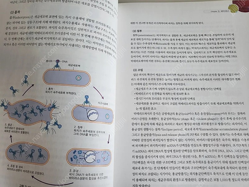은학사 병원미생물학과 감염관리, 기초병리학--4