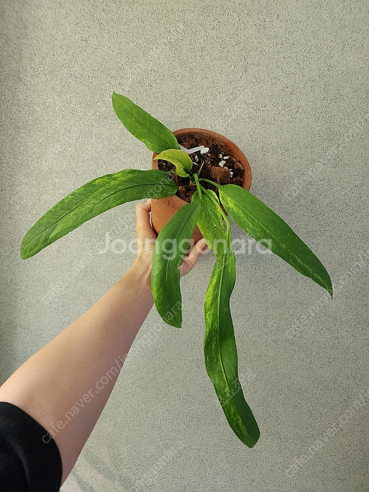 안스리움 비타리폴리움 바리에가타.도메바리 서비스--0