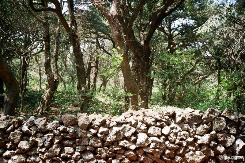 올림푸스 o-product--6