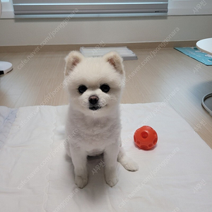 넥슨 캐시 85% 구매합니다 중고거래3년째 거래중
