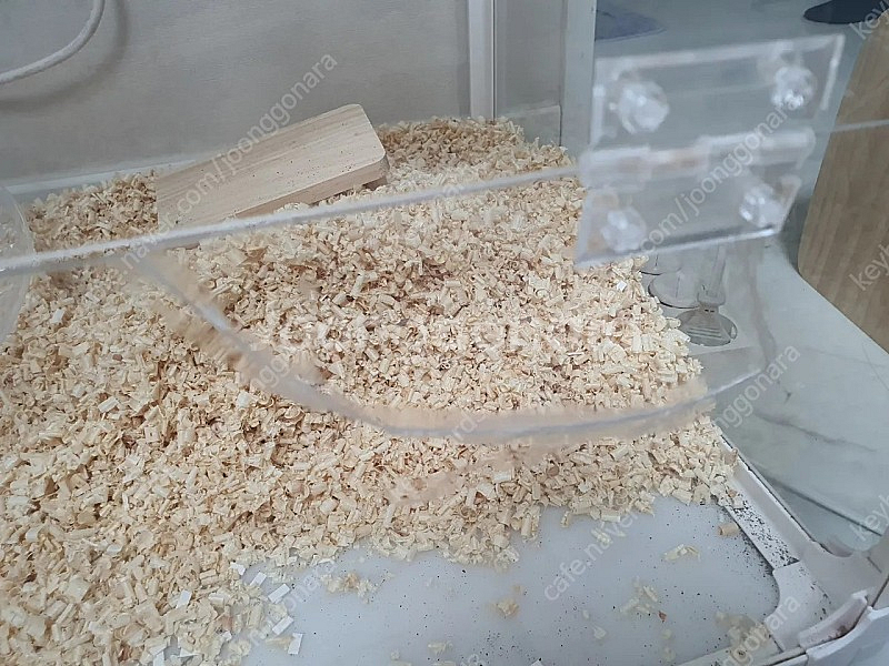 햄스터 아크릴 케이지 단케 카르노 100--0