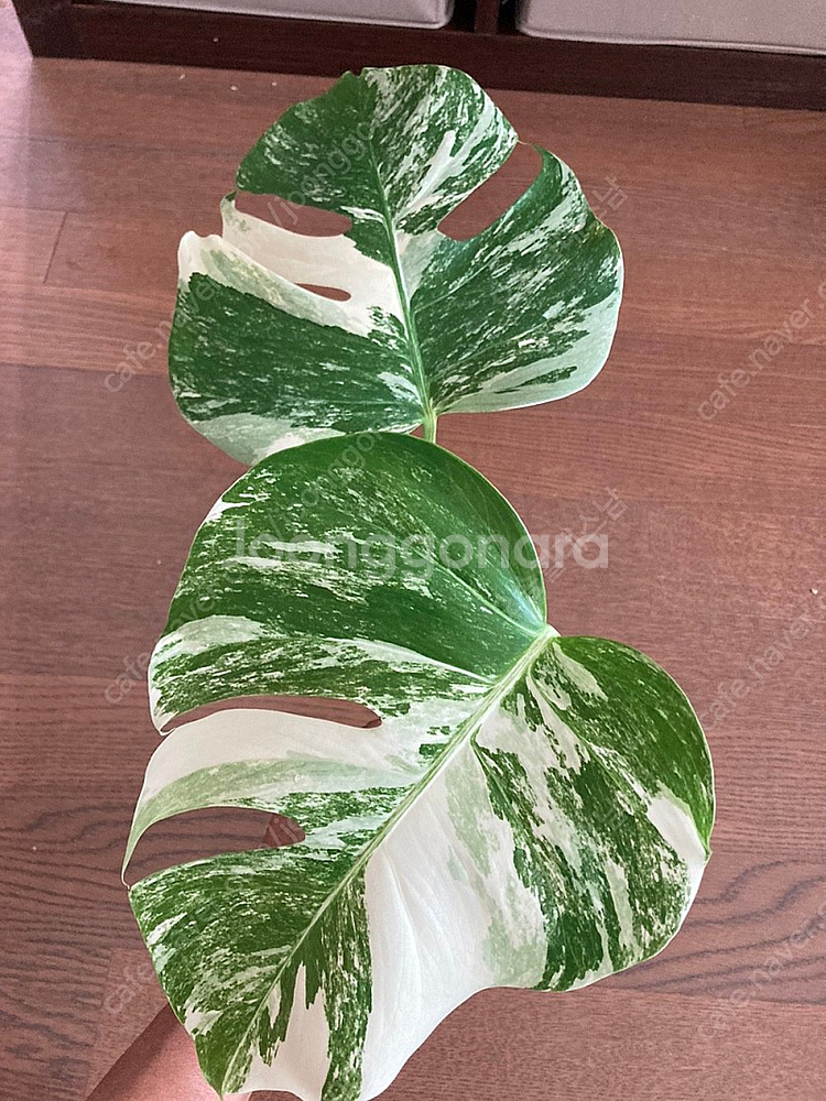 몬스테라 알보 보르시지아나--0