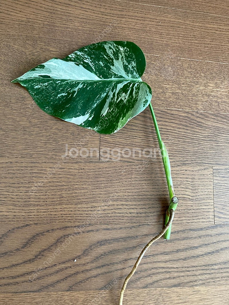 몬스테라 알보 보르시지아나--9