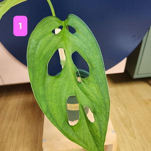 에스쿠엘레토 여러팟~~!