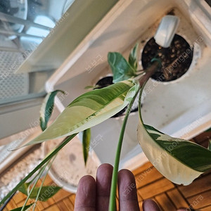 [서울/수원, 화성] 헬리코니아 바리에가타/ 무늬 헬리코니아 -희귀 관엽 식물