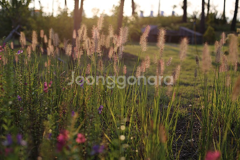 올드렌즈 필름카메라 필카 펜탁스 Auto-Takumar 오토타쿠마 55mm 1.8--8