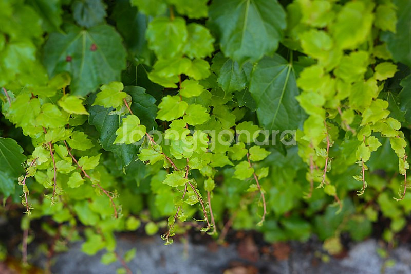 올드렌즈 필름카메라 필카 펜탁스 Auto-Takumar 오토타쿠마 55mm 1.8--9