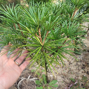 금송나무 5년생 2만원