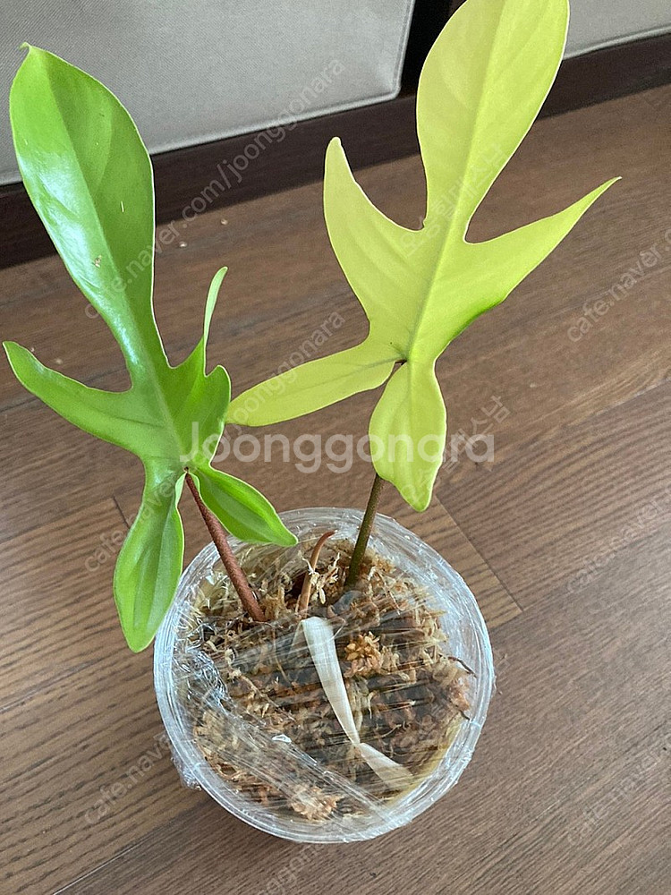 플뷰 플로리다 뷰티 바리에가타--0