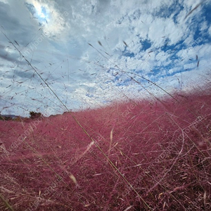 극예 타코이카 정품 170h 2회사용
